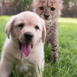 Pawanrat Intharaphaet profile icon