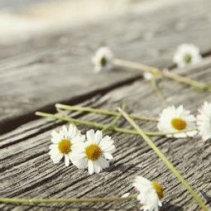 osie purnama profile icon