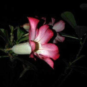 dianpitaloka321 profile icon