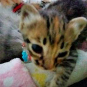 Chairulisa Pratiwi profile icon