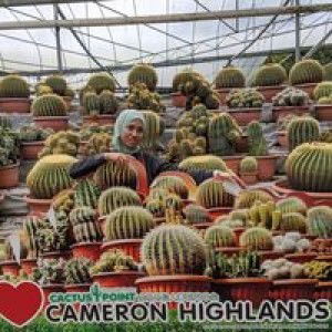 Flower Mawar profile icon