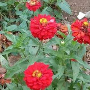 Nia Syafa profile icon