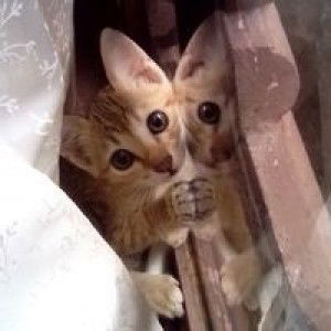 Ndhie Dhieaffandie profile icon