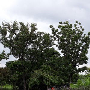 dunia sementara profile icon