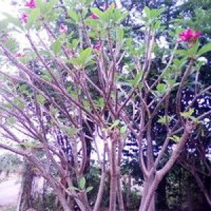 แตงโม ภัคดี profile icon