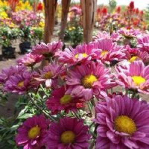 Wahyu Lestari profile icon