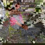 ปิ่นมนัส ชินวงค์ profile icon