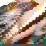 YW Ying profile icon