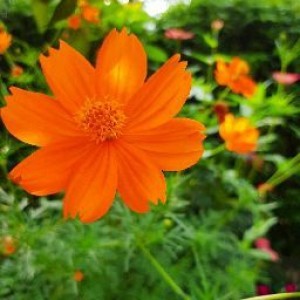 azmi mami profile icon