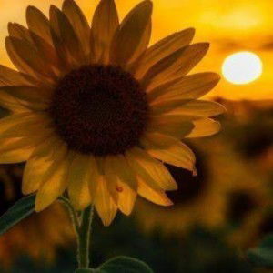 Rahayu Latifah profile icon