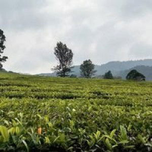 Aziz Aziz profile icon