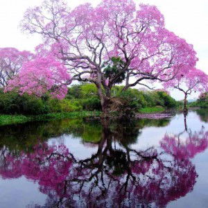 popo popo profile icon