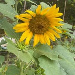 Dindut Vie Je profile icon