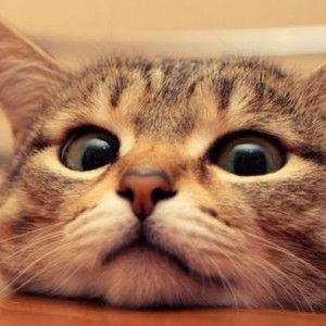 Bew Waraphon profile icon