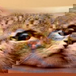 Bew Waraphon profile icon