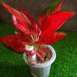 Fitri Saa profile icon