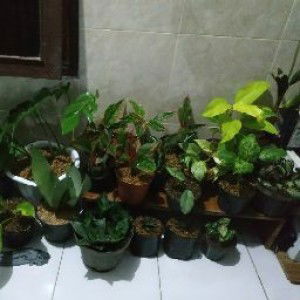 N satu Landscape profile icon