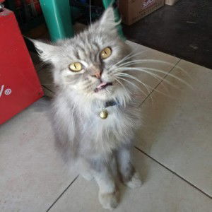 dwi desfania profile icon