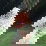 Nor Farisyaa profile icon