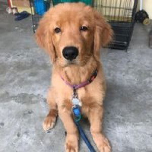 Alexia Bijasa profile icon