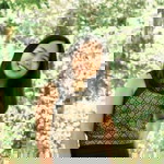 Chayanee Luekong profile icon