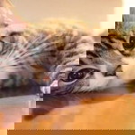 Divine Grace Asumbrado profile icon