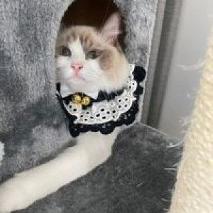 Wannisa Seetee profile icon