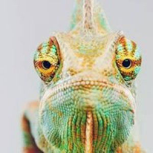 Devi Febriani profile icon