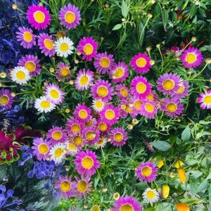 Daisy Ungu profile icon