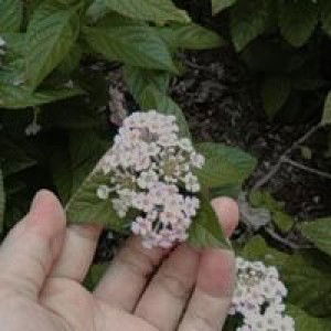 Tary Agatha profile icon