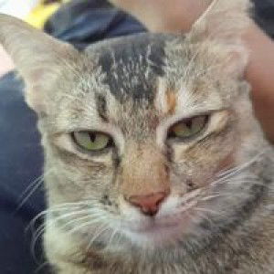 Piya Tida profile icon