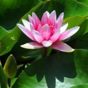 junia lopez profile icon