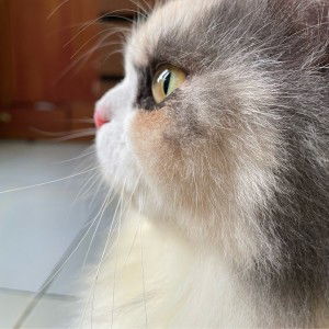 Ria anggreani profile icon