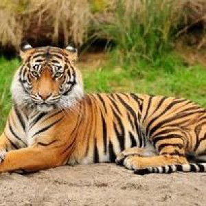 Panthera Tigris Sumatrae profile icon