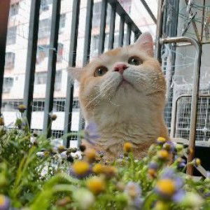 noa ibij profile icon