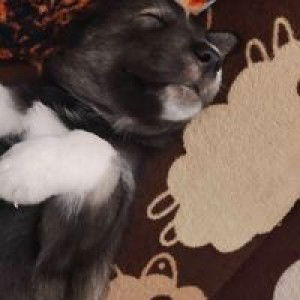 Jhaja Cdd NA profile icon