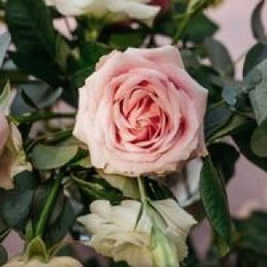 Lia Elizabeth profile icon