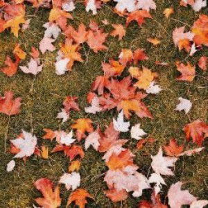 Roro Anisa profile icon