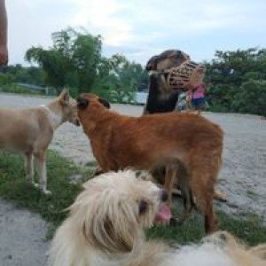 Joan Alfonso profile icon