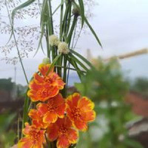 Khalimatus Sa'diyah profile icon