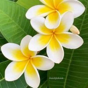 Siti Mulyantika profile icon