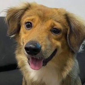 Michelle Teves Estremos profile icon