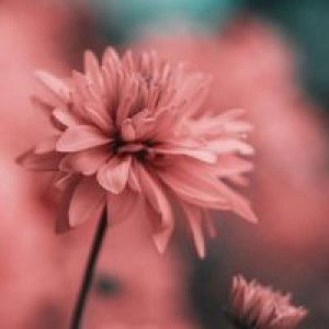 Intan Putri P Sani profile icon