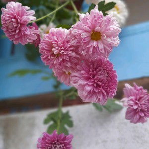 Jane Elpy profile icon