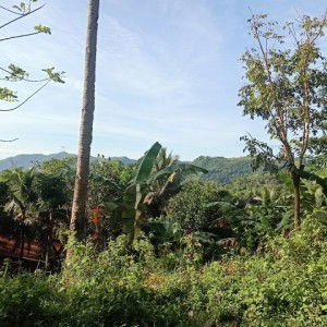 Rose ann Reambonanza profile icon