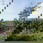 Rose ann Reambonanza profile icon