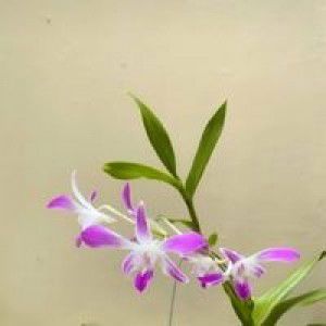 Neng Epa profile icon