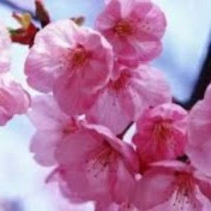 siti rohmah profile icon