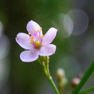 Rufayda Al khansa profile icon