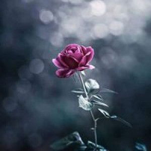 Khamshiatun Nahruddin profile icon